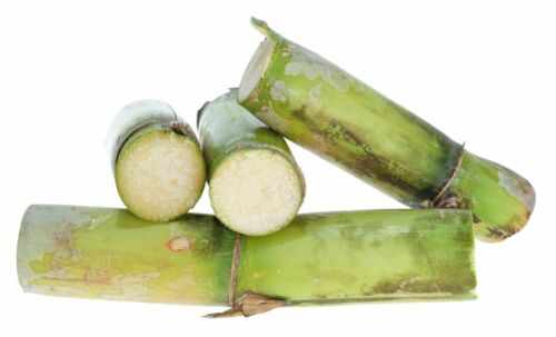 Sugarcane Fresh Exotic. Sweet Juicy Cane