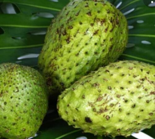 Fresh Soursop (Graviola) × 2 - Exotic Fruit